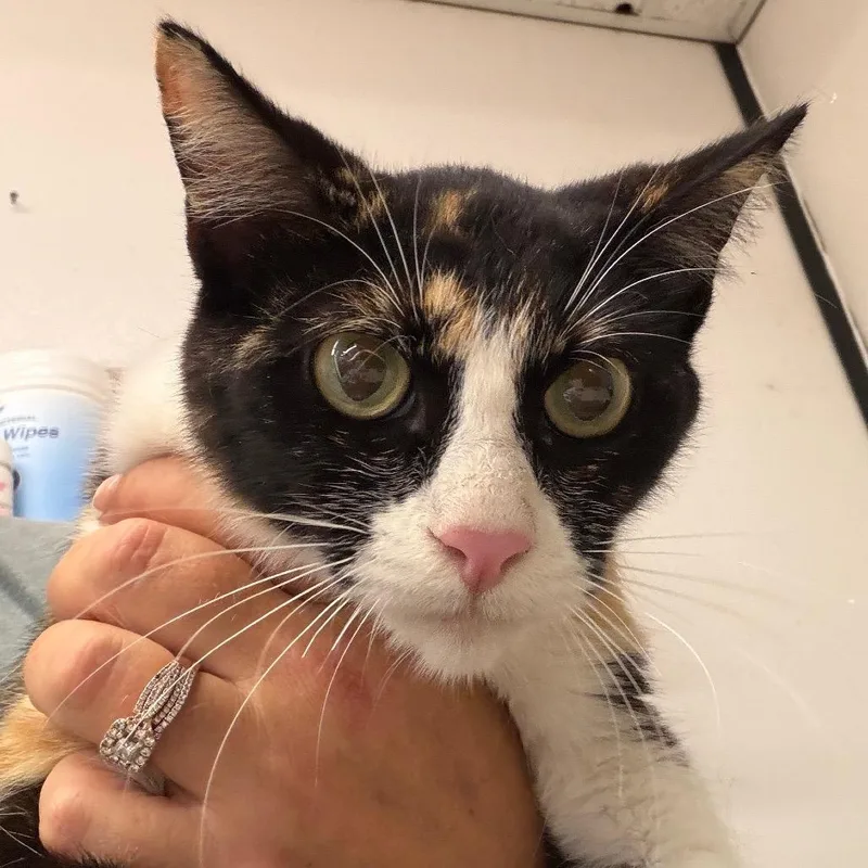 A young medium-sized female Calico Domestic Short Hair cat named Trixie for adoption in Lake Jackson, TX