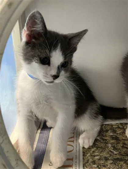 A baby small-sized male Domestic Short Hair cat named Isaiah for adoption in Long Beach, CA