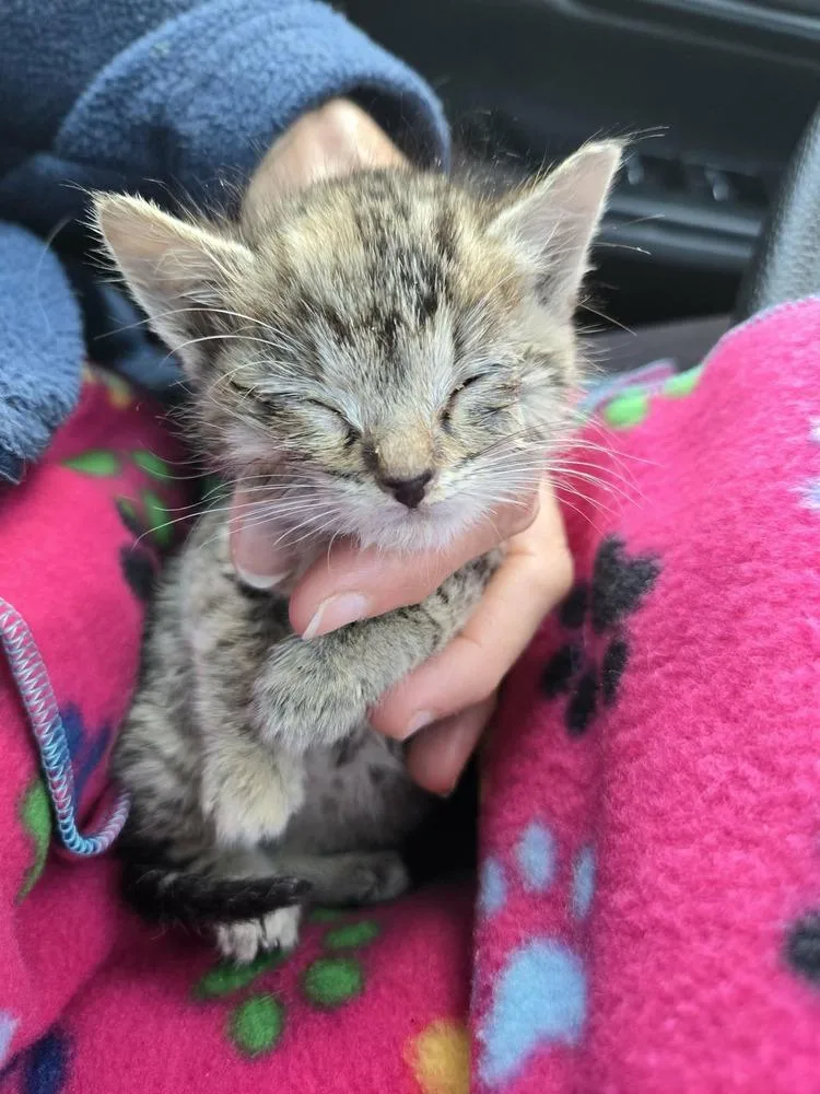 A baby medium-sized female Tabby (Brown / Chocolate) Domestic Short Hair cat named Waverly for adoption in Salinas, CA