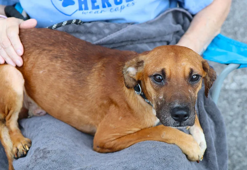 A young small-sized male Brown / Chocolate Terrier dog named Butters for adoption in Kansas City, KS