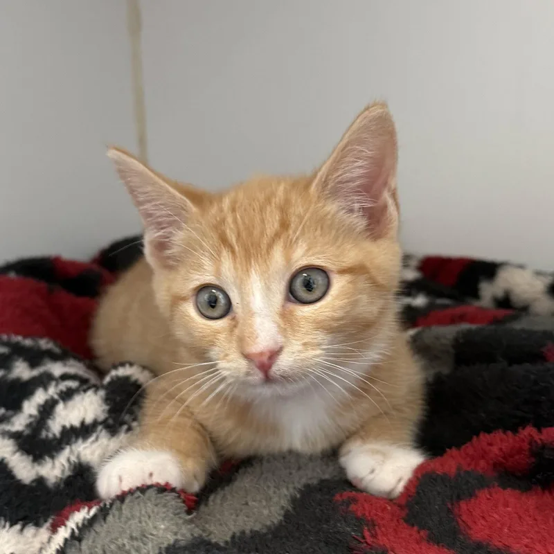 A baby small-sized male Orange / Red Domestic Short Hair cat named Leo for adoption in Oakland, CA