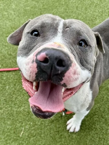 An adult large-sized male White / Cream Mixed Breed dog named Dulce for adoption in Wichita, KS