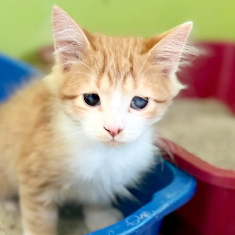 A young small-sized male Orange / Red Domestic Short Hair cat named Ollie for adoption in Fresno, CA