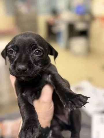 A baby small-sized female Chihuahua dog named A for adoption in Riverside, CA