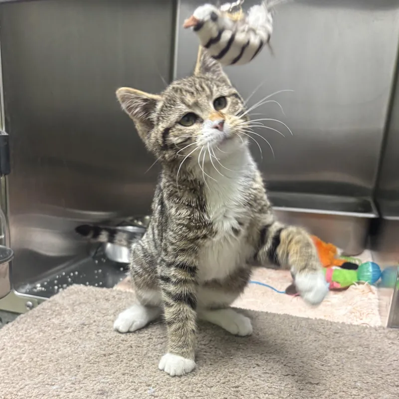 Shyla & Shayna thumbnail 3