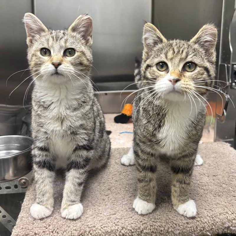 Shyla & Shayna thumbnail 4