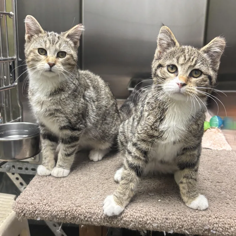 Shyla & Shayna thumbnail 5