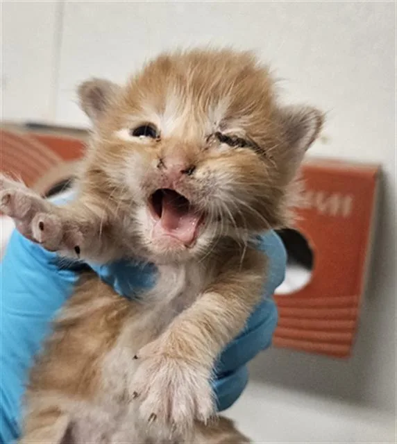 A baby small-sized male Domestic Short Hair cat named Flan for adoption in Bakersfield, CA