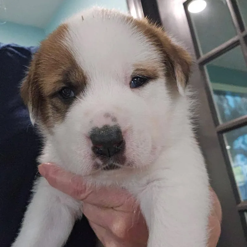 A baby small-sized female White / Cream Mixed Breed dog named Emerald for adoption in Mentor, OH