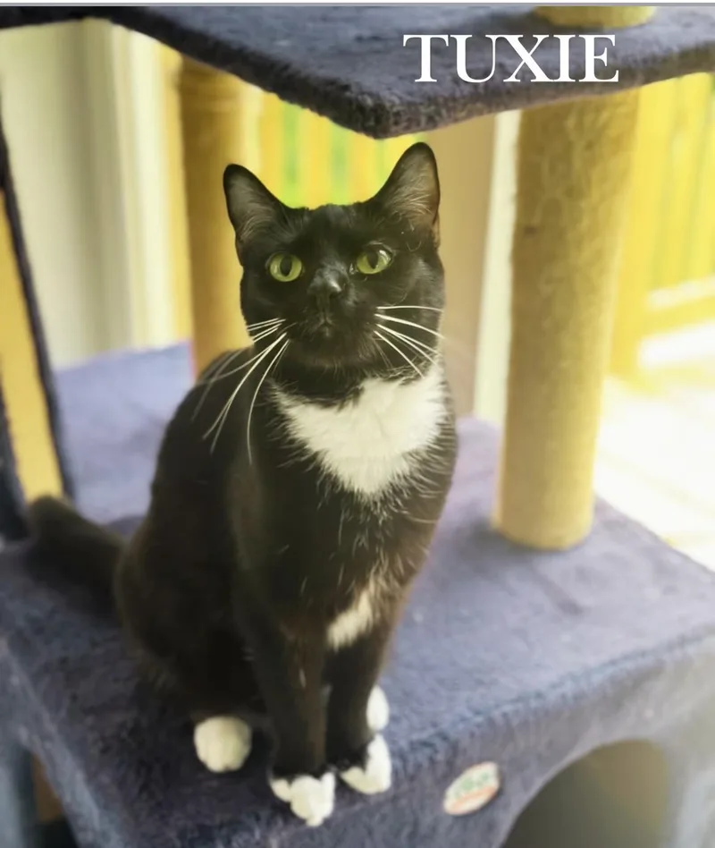 A young medium-sized female Domestic Short Hair cat named Tuxie for adoption in Cincinnati, OH