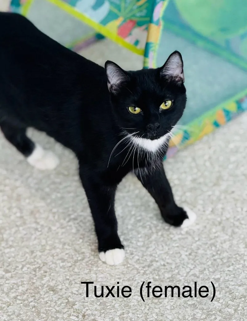 Tuxie thumbnail 2