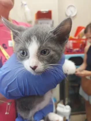 A baby small-sized male Domestic Short Hair cat named Saturn for adoption in Fishers, IN