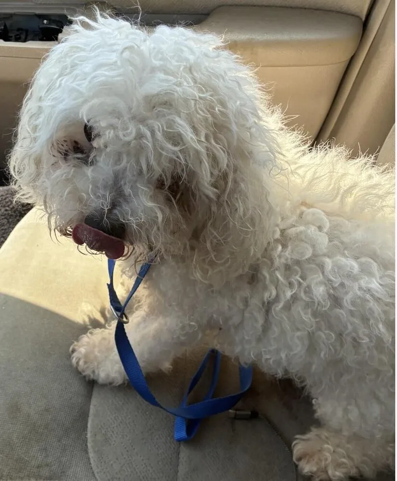 A senior small-sized male White / Cream Poodle dog named Frodo for adoption in Dallas, TX