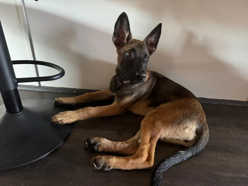 Literature Litter  Elizabeth