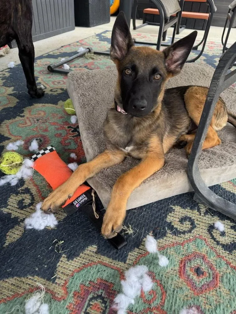 Literature Litter  Elizabeth thumbnail 2