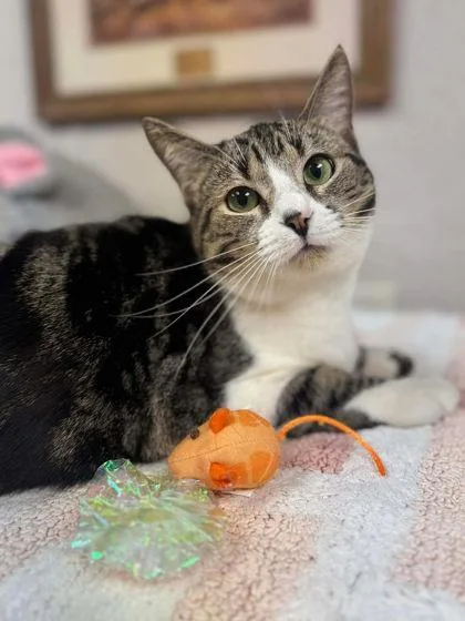 A baby small-sized female Domestic Short Hair cat named Cara for adoption in Visalia, CA