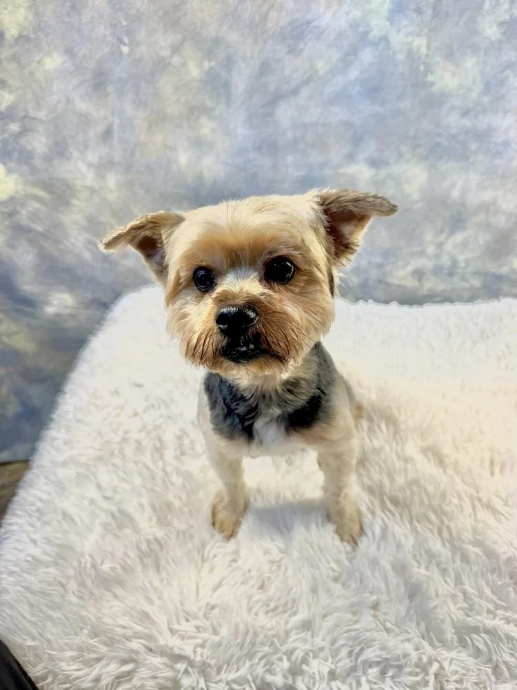 An adult small-sized male Yorkshire Terrier dog named Porcini for adoption in Richmond, TX