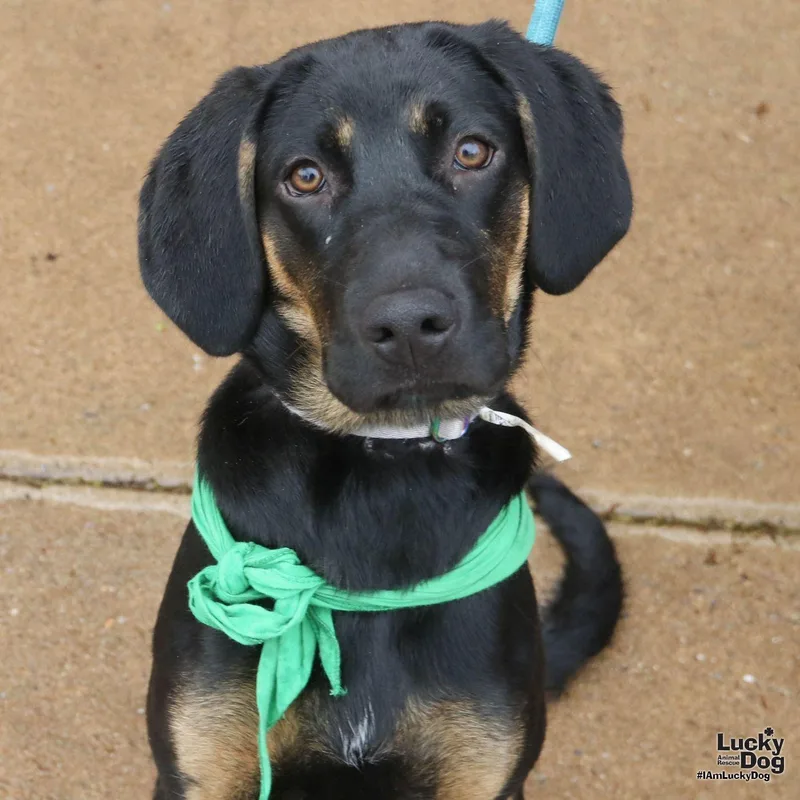 A baby large-sized female Hound dog named River for adoption in Washington, DC