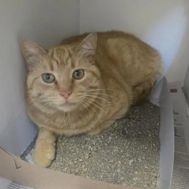 A young medium-sized male Tabby (Orange / Red) Domestic Short Hair cat named Otter for adoption in Phoenixville, PA
