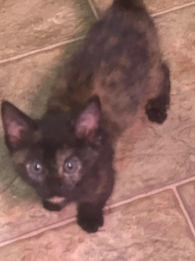 A baby large-sized female Domestic Short Hair cat named Stella for adoption in San Jacinto, CA