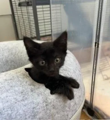 A baby small-sized male Domestic Short Hair cat named Jinx for adoption in Camarillo, CA