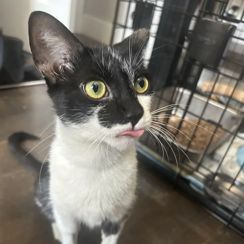 A young medium-sized female Black Domestic Short Hair cat named Angel Babyface for adoption in New York, NY