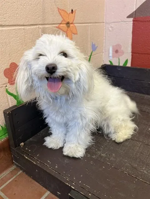 A young small-sized male Maltese dog named Puffy for adoption in Castaic, CA