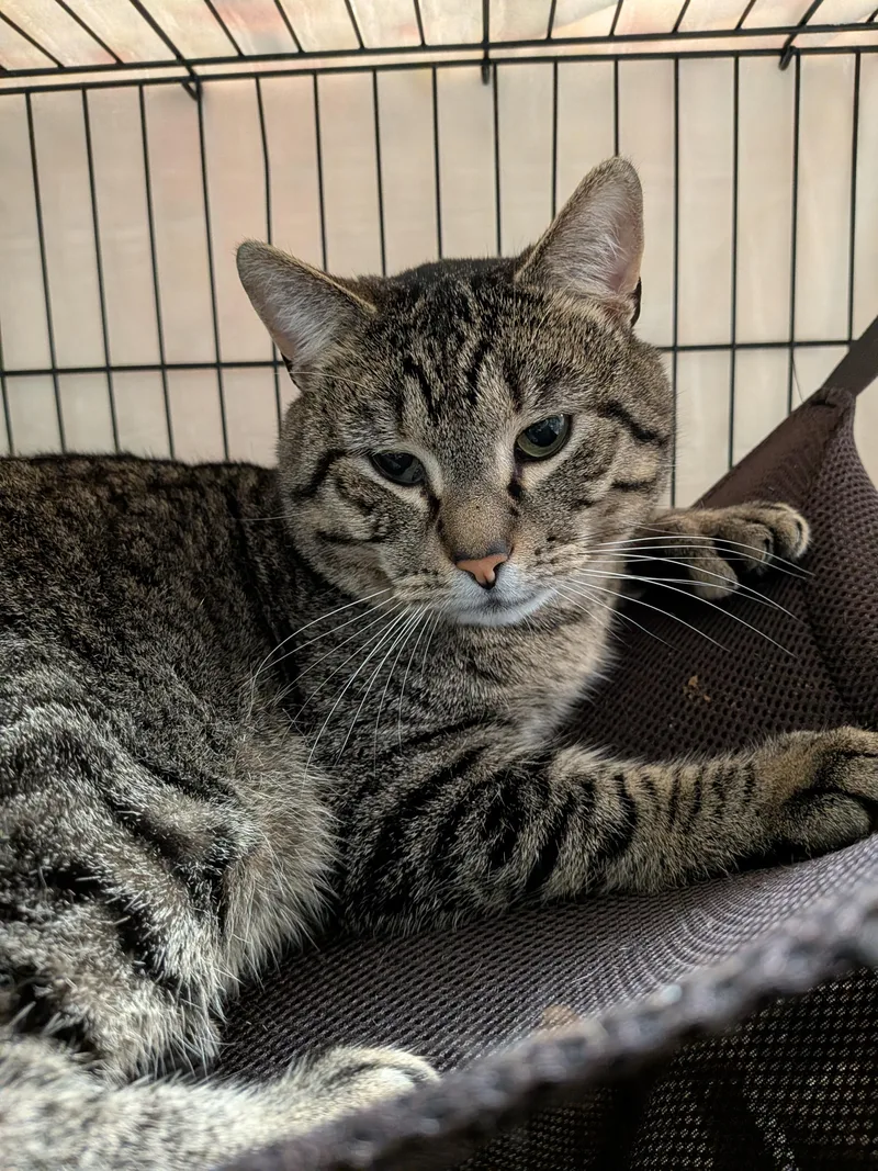 An adult medium-sized male Tabby (Brown / Chocolate) Domestic Short Hair cat named Ray Ray for adoption in Paris, ME