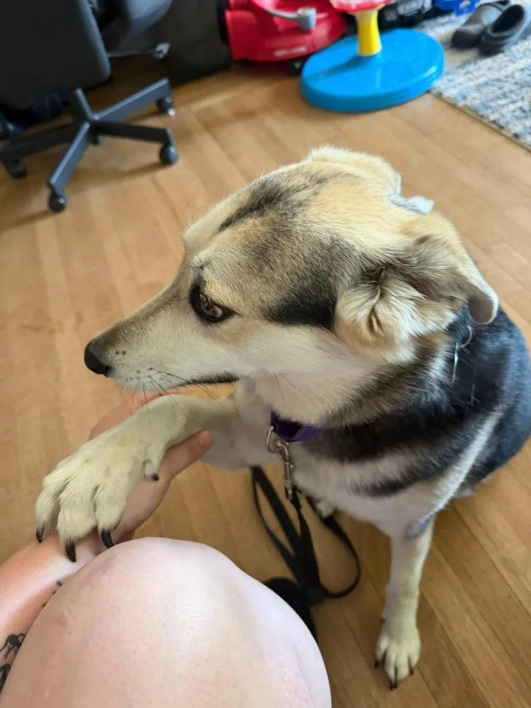 A young medium-sized female Mixed Breed dog named Rachel for adoption in Fond Du Lac, WI