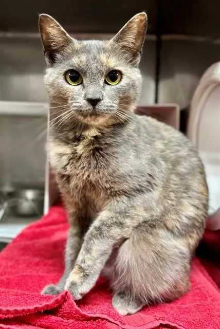 A young medium-sized female Domestic Short Hair cat named Finnlee for adoption in York, SC