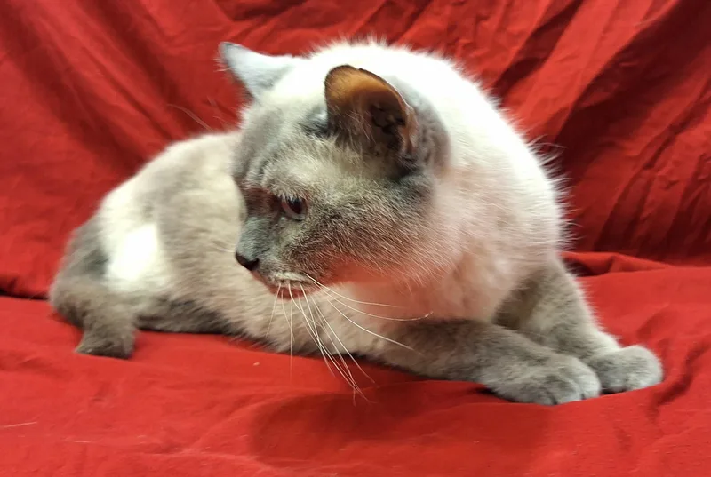 A senior medium-sized female Blue Point Siamese cat named Momma Sue for adoption in Payson, AZ