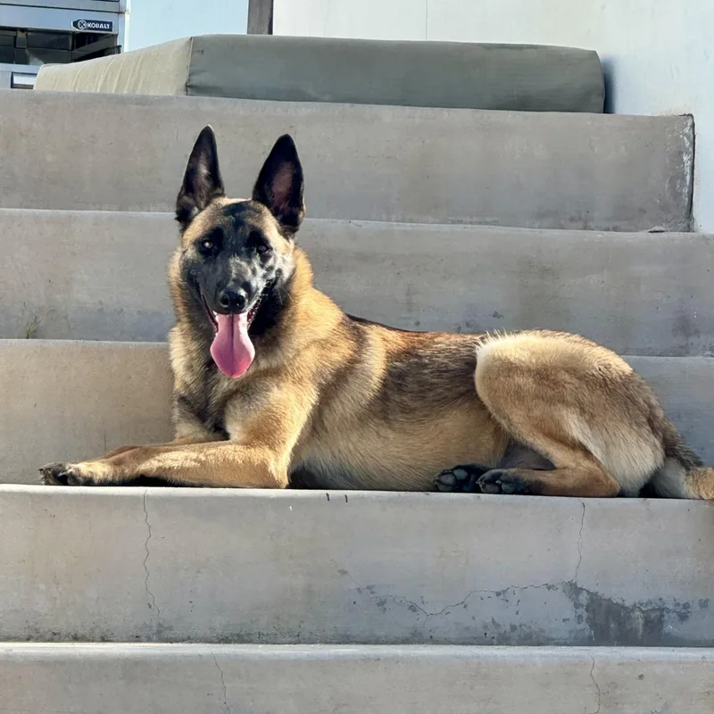 A young medium-sized female Belgian Shepherd / Malinois dog named Pumpkin for adoption in Los Gatos, CA