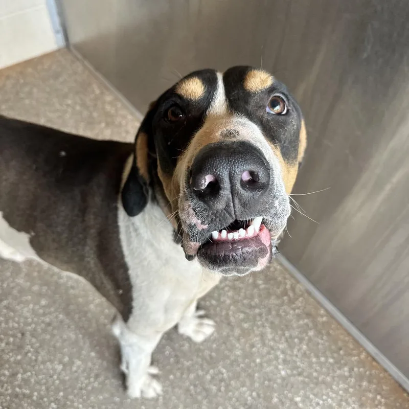 An adult large-sized male Brown / Chocolate Hound dog named Malcom for adoption in Branford, CT