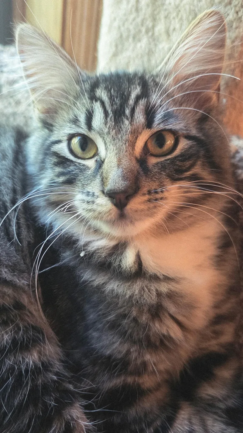 A baby medium-sized male Tabby (Gray / Blue / Silver) Domestic Short Hair cat named Pepe for adoption in Farmington, MN