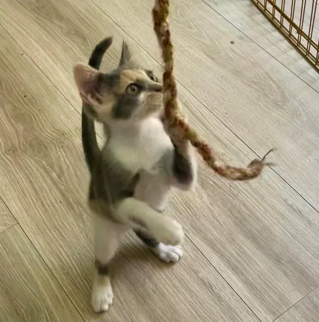 A baby small-sized female Domestic Short Hair cat named Photosynthesis for adoption in New Braunfels, TX