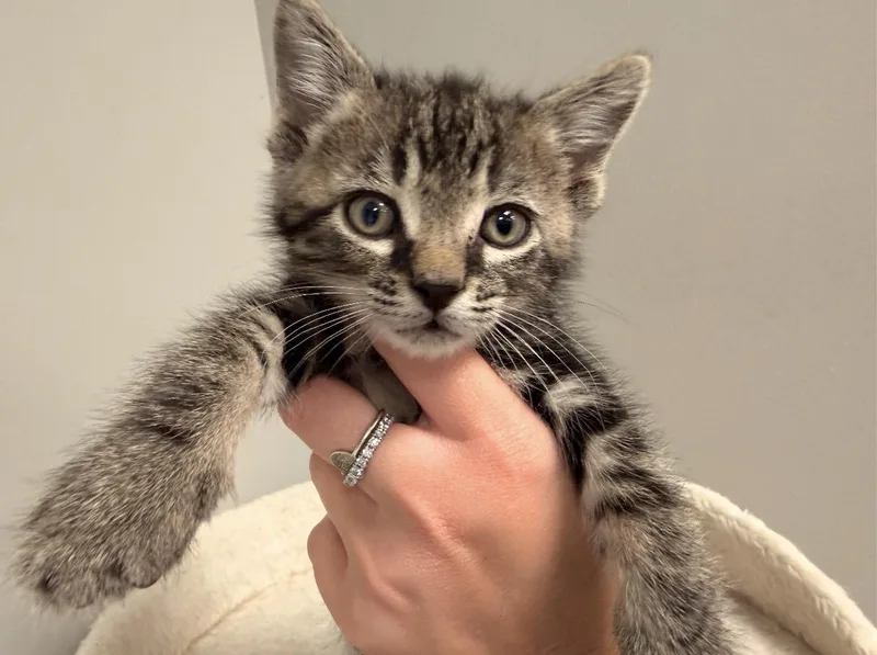 A baby medium-sized male Tabby (Brown / Chocolate) Domestic Short Hair cat named Noodle for adoption in Batesville, AR