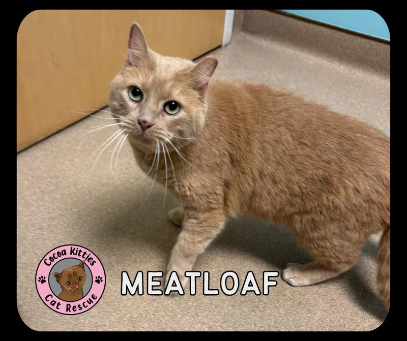 An adult small-sized male Domestic Short Hair cat named Meatloaf for adoption in Hershey, PA