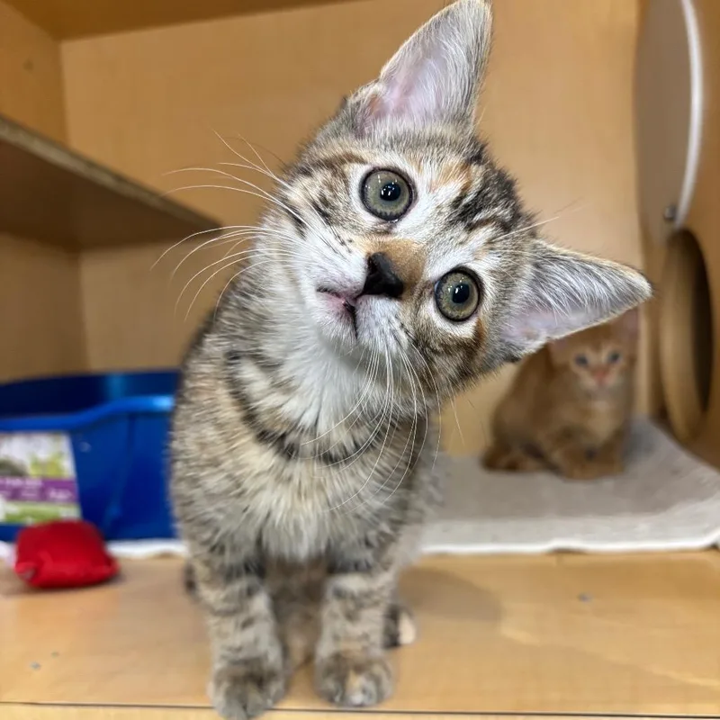A baby small-sized female Torbie Domestic Short Hair cat named Sasha for adoption in Washington Township, OH