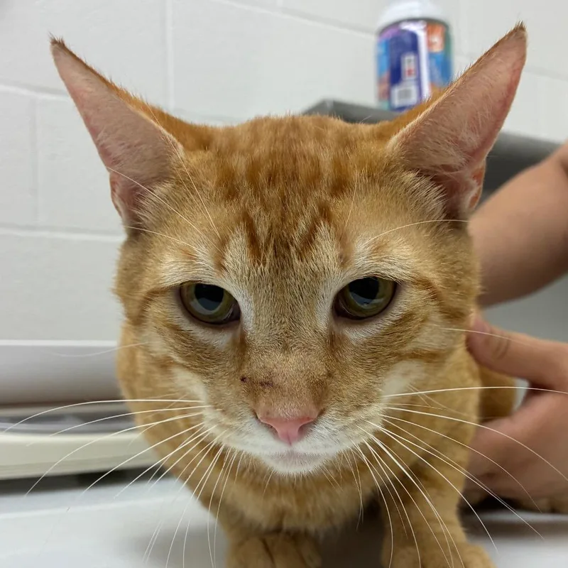 A young large-sized male Orange / Red Domestic Short Hair cat named Hawthorn for adoption in Corpus Christi, TX