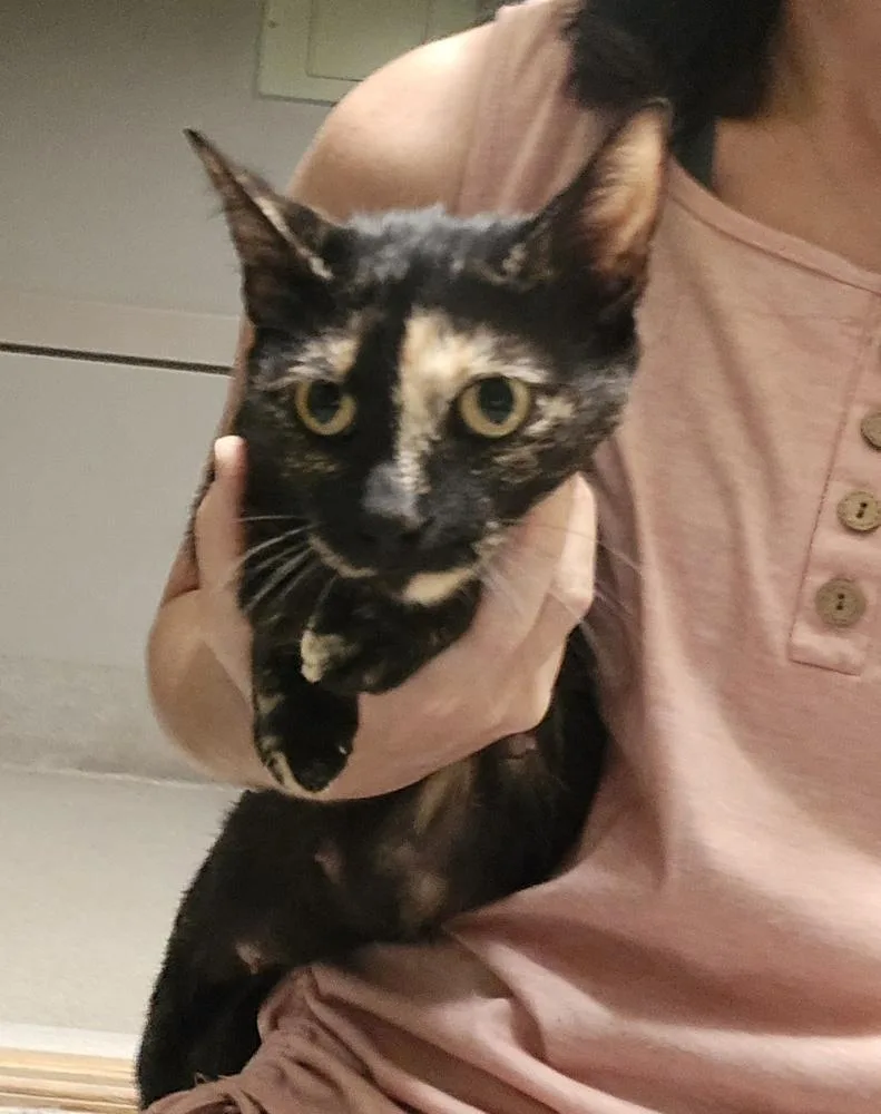 An adult large-sized female Domestic Short Hair cat named Dinah for adoption in Dickson, TN