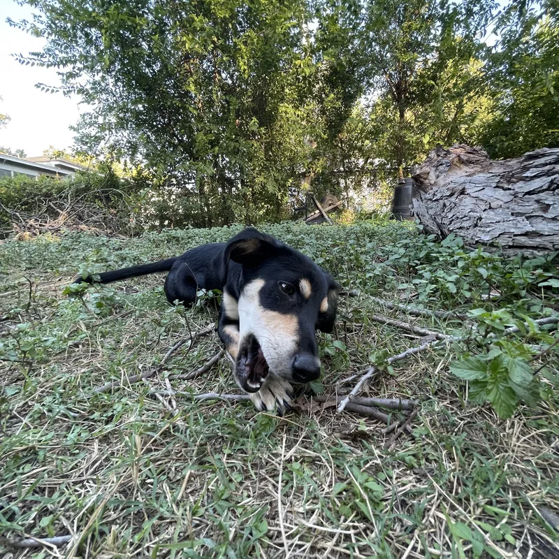 A baby medium-sized female Miniature Pinscher dog named Xalli for adoption in Mico, TX