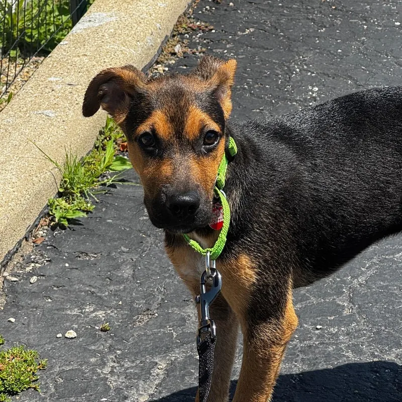 A baby small-sized female Brown / Chocolate Mixed Breed dog named Violet for adoption in Wheeling, IL