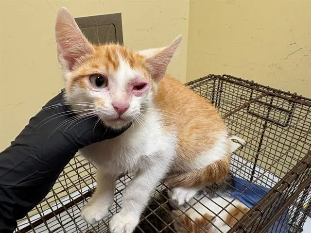A baby small-sized male Domestic Short Hair cat named Forest for adoption in Tustin, CA