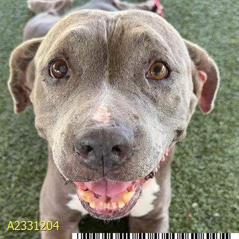 An adult medium-sized female Mixed Breed dog named Sunday for adoption in West Palm Beach, FL