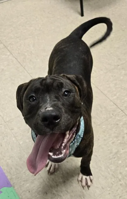 A baby medium-sized male Brindle Mixed Breed dog named Linus for adoption in Hamilton, OH