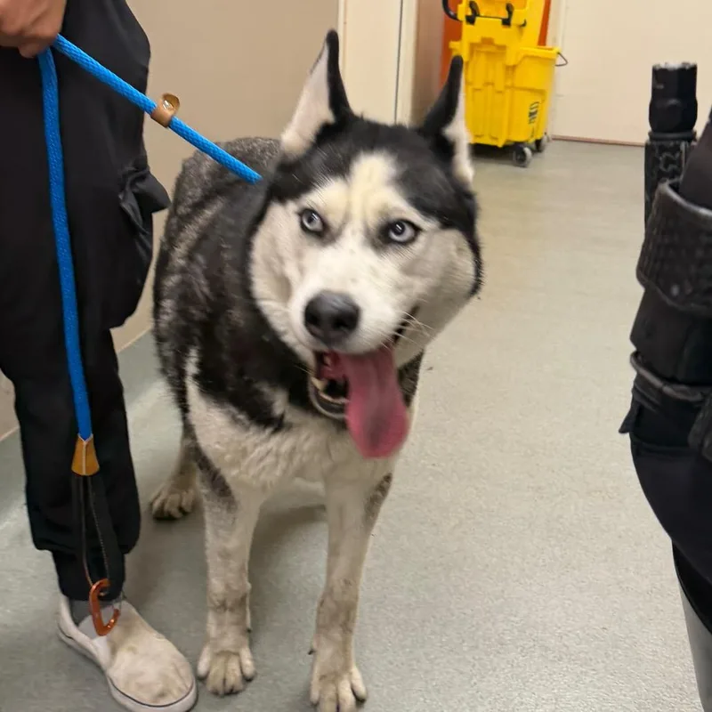 An adult large-sized female Black Husky dog named WAGSStray for adoption in Westminster, CA