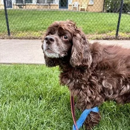 A senior medium-sized male Brown / Chocolate Cocker Spaniel dog named Casey for adoption in Indianapolis, IN