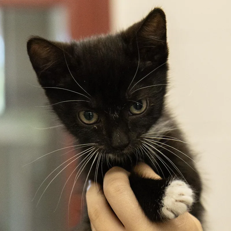 A baby medium-sized male Black Domestic Short Hair cat named Derpy for adoption in Slidell, LA