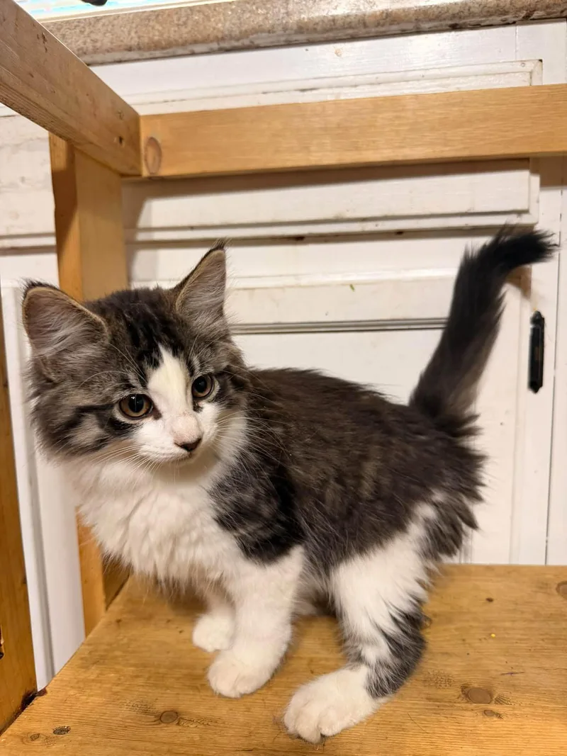 A baby medium-sized female Gray & White Domestic Medium Hair cat named Mercat for adoption in Rumford, ME