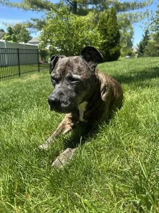An adult large-sized female Pit Bull Terrier dog named Brindle for adoption in Fishers, IN
